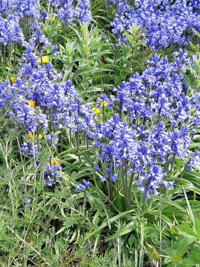 The Bluebell Guest House บริดลิงตัน ภายนอก รูปภาพ